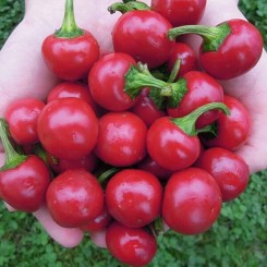 Корал насіння гіркого перцю тип Черрі (Semo)