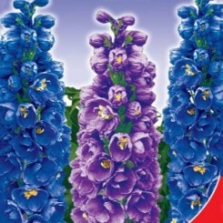 Король Артур семян дельфиниума (GL Seeds)