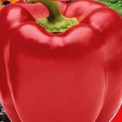 Король Півночі насіння перцю солодкого (GL Seeds)