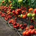Манами F1 (КС 21 F1) семена помидора индетерминантного (Kitano Seeds)