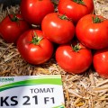 Манами F1 (КС 21 F1) семена помидора индетерминантного (Kitano Seeds)