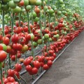 Манами F1 (КС 21 F1) семена помидора индетерминантного (Kitano Seeds)