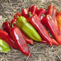 КС 2458 F1 семена перца сладкого (Kitano Seeds)