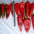 КС 2458 F1 семена перца сладкого (Kitano Seeds)