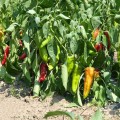 КС 2458 F1 семена перца сладкого (Kitano Seeds)