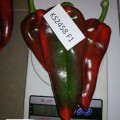 КС 2458 F1 семена перца сладкого (Kitano Seeds)
