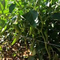 КС 2458 F1 семена перца сладкого (Kitano Seeds)