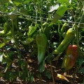 КС 2458 F1 семена перца сладкого (Kitano Seeds)