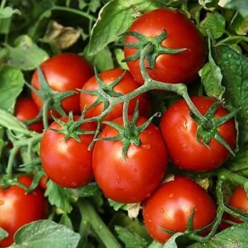 КС 390 F1 (KS 390 F1) семена помидора детерминантного (Kitano Seeds)