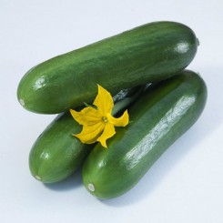КС 575 F1 насіння огірка партенокарпічного (Kitano Seeds)