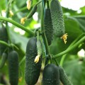 Такери F1 (КС 70 F1, KS 70 F1) семена огурца партенокарпического (Kitano Seeds)