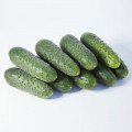 Такери F1 (КС 70 F1, KS 70 F1) семена огурца партенокарпического (Kitano Seeds)