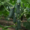 Такери F1 (КС 70 F1, KS 70 F1) семена огурца партенокарпического (Kitano Seeds)