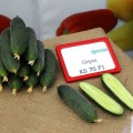 Такери F1 (КС 70 F1, KS 70 F1) семена огурца партенокарпического (Kitano Seeds)
