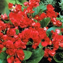 Квин F1 красный (red) семена бегонии махровой (Sakata)