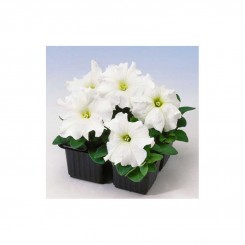 Лимбо F1 белая (white) семена петунии грандифлора (Hem Genetics)
