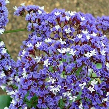 Лимониум синий (blue) семян (Moravoseed)