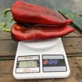 Лира F1 семян перца сладкого (Lark Seeds)