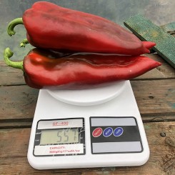 Ліра F1 насіння перцю солодкого (Lark Seeds)