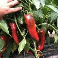 Лира F1 семян перца сладкого (Lark Seeds)