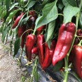 Лира F1 семян перца сладкого (Lark Seeds)