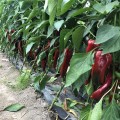 Лира F1 семян перца сладкого (Lark Seeds)