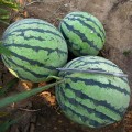 ЛС 1552 F1 (LS 1552 F1) семена арбуза среднего (Lucky Seed)