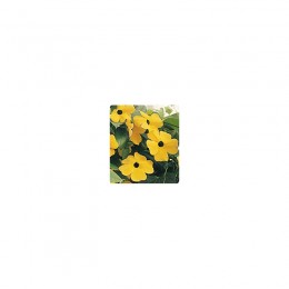 Люси Sunset семена тунбергии крылатой (Kitano Seeds)