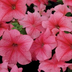 Мамбо F1 красная с прожилками (red veined) семена петунии мультифлора (Hem Genetics)