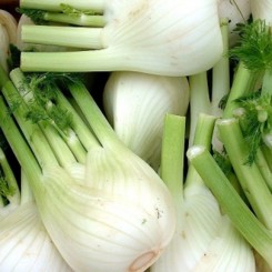 Мамонт семян фенхеля (Hortus)