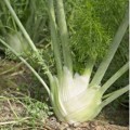 Мамонт семян фенхеля (Hortus)