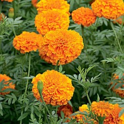 Мандарин оранжевые семена бархатцев африканских 90см однолетний. (Hem Zaden)