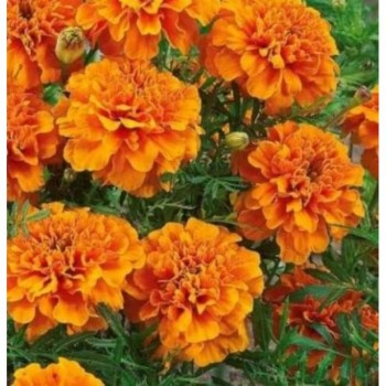 Мандарин оранжевые семена бархатцев (GL Seeds)
