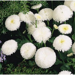 Маргаритка помпоновидная белая (white) семян (Moravoseed)