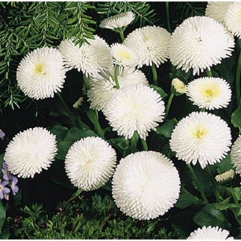 Маргаритка помпоновидная белая (white) семян (Moravoseed)