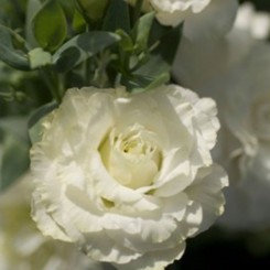 Мариачи F1 белая (white) семян эустомы махровой (Sakata)