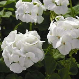 Маверик F1 белый (white) семена пеларгонии (Syngenta)