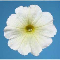 Мираж F1 белая (white) семена петунии мультифлора (Pan American)