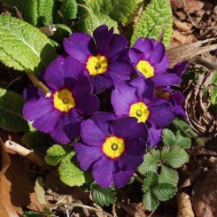 Монако Burgundy Picotee семена примулы (Kitano Seeds)