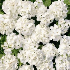 Мультиблум F1 белая (Multibloom F1 white) семена пеларгонии (Syngenta)