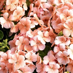 Мультиблум F1 лососевая (Multibloom F1 salmon) семена пеларгонии (Syngenta)