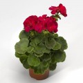 Мультиблум F1 виолет (Multibloom F1 Violet) семена пеларгонии (Syngenta)