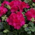 Мультиблум F1 виолет (Multibloom F1 Violet) семена пеларгонии (Syngenta)