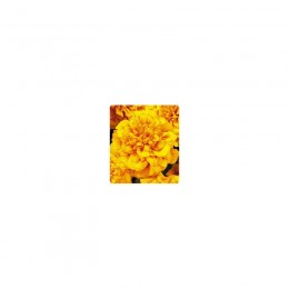 Наоми Orange Face семена бархатцев французских (Kitano Seeds)