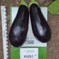 Навал F1 семян бакалажана раннего 57-60 дн. 400-800 гр 20-25 см овал. (Sakata)