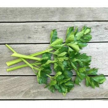 Нежный семена сельдерея листового (GL Seeds) Нежный семена сельдерея листового (GL Seeds)
