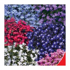 Нить жемчуга семена лобелии (GL Seeds)