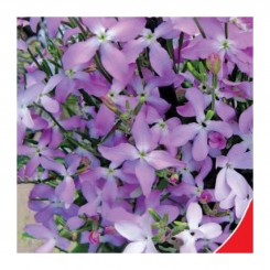 Ночная фиалка семян матиолы (GL Seeds)