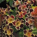 Окинава Formula mixed семена мимулюса крупноцветкового (Kitano Seeds)