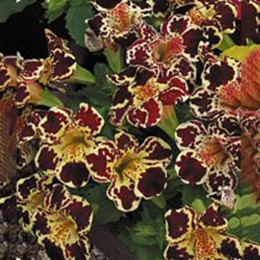 Окинава Formula mixed семена мимулюса крупноцветкового (Kitano Seeds)